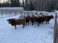    (7) Red Simmental/Angus 2nd Calf Bred Cows, Selling per Cow X 7
