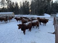    (12) Red Simmental/Angus 2nd Calf Bred Cows, Selling Per Cow X 12