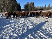    (14) Red Simmental/Angus 3rd Calf Bred Cows, Selling Per Cow X 14