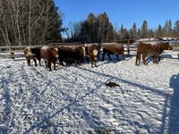    (9) RBF Simmental/Angus 3rd Calf Bred Cows, Selling Per Cow X 9