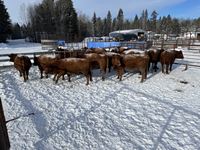    (12) Red Simmental/Angus 4th Calf Bred Cows, Selling Per Cow X 12