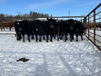    (7) Black Simmental/Angus 4th Calf Bred Cows, Selling Per Cow X 7