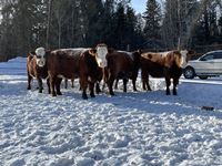    (5) RBF Simmental/Angus 5th Calf Bred Cows, Selling Per Cow X 5