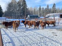    (10) Red Simmental/Angus 5th Calf Bred Cows, Selling Per Cow X 10