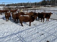    (10) Red Simmental/Angus 5th Calf Bred Cows, Selling Per Cow X 10