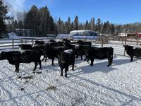    (14) Black Simmental/Angus 5th Calf Bred Cows, Selling Per Cow X 14