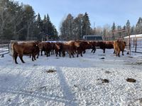    (15) Red Simmental/Angus Mature Bred Cows, Selling Per Cow X 15
