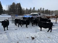    (15) Black Simmental/Angus Mature Bred Cows, Selling Per Cow X 15