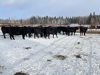    (14) Black Simmental/Angus Mature Bred Cows, Selling Per Cow X 14