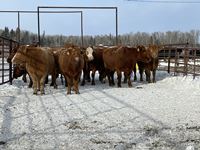    (14) Red, Tan, Rbf Simmental/Angus Mature Bred Cows, Selling Per Cow X 14