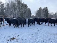    (12) Black Simmental/Angus Mature Bred Cows, Selling Per Cow X 12