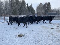    (13) Black Simmental/Angus Mature Bred Cows, Selling Per Cow X 13