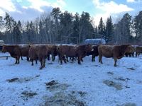    (14) Red Simmental/Angus Mature Bred Cows, Selling Per Cow X 14