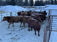    (16) Red Simmental/Angus Mature Bred Cows, Selling Per Cow X 16