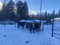    (4) Rbf Simmental/Angus Mature Bred Cows, Selling Per Cow X 4