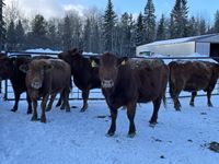    (5) Red Simmental/Angus Mature Bred Cows, Selling Per Cow X 5