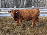    (2) Red Simmental/Angus Mature Bred Cows, Selling Per Cow X 2