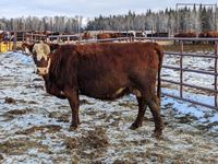    (1) RBF Simmental/Angus Mature Bred Cow