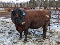    Red Angus 4 Year Old Purebred Bull