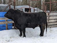    Black Simmental 3 Year Old Purebred Bull
