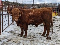    Red Simmental 2 Year old Purebred Bull