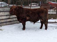    Red Simmental 3 Year Old Purebred Bull