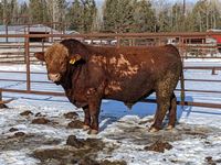    Red Simmental 5 Year Old Purebred Bull