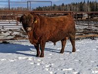    Red Simmental/Angus 5 Year Old Crossbred Bull