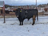    Black Simmental/Angus 5 Year Old Crossbred Bull