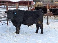    Black Angus 2 Year Old Bull
