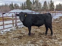    Black Simmental/Angus 2 Year Old Crossbred Bull