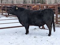    Black Angus 3 Year Old Purebred Bull