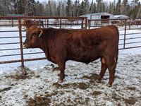    Red Angus 2 Year Old Purebred Bull