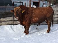    Red Simmental/Angus 4 Year Old Crossbred Bull