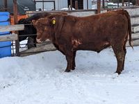    Red Angus 3 Year Old Purebred Bull