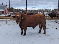    Red Simmental/Angus 3 Year Old Crossbred Bull