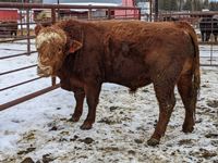    Red Simmental 3 Year Old Purebred Bull