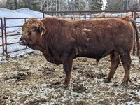    Simmental/Angus 3 Year Old Crossbred Bull