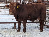    Red Simmental/Angus 2 Year Old Crossbred Bull