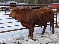    Red Simmental/Angus 3 Year Old Crossbred Bull
