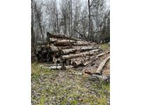Birch Log Pile
