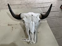    3 Year Old Bison Skull