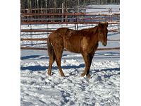    2021 Registered Quarter Horse Red Roan Filly #1299