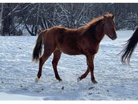    2020 Registered Quarter Horse Sorrel Filly #1306
