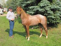    2005 Registered Quarter Horse Red Roan Stallion