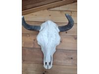    Longhorn Bull Skull