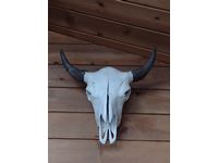    Buffalo Skull
