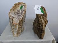 (2) Pieces of Petrified Wood