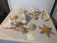 Box of Sea Shells & Shark Jaw