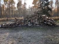 Qty of 20 Ft - 40 Ft Birch Logs
